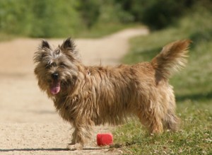 cairn terrier rescue puppies
