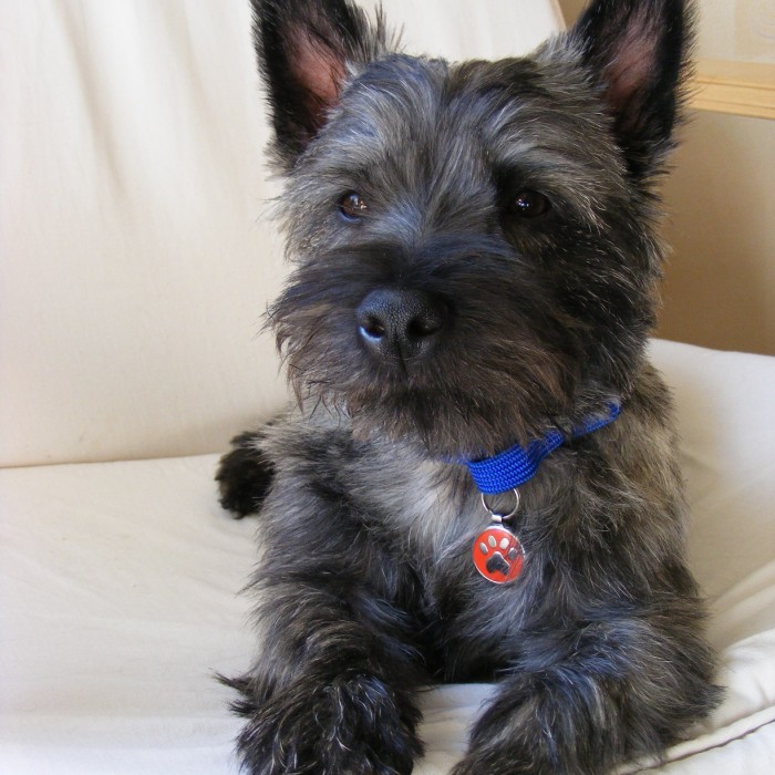 Rescue Cairns Cairn Terrier Relief Fund