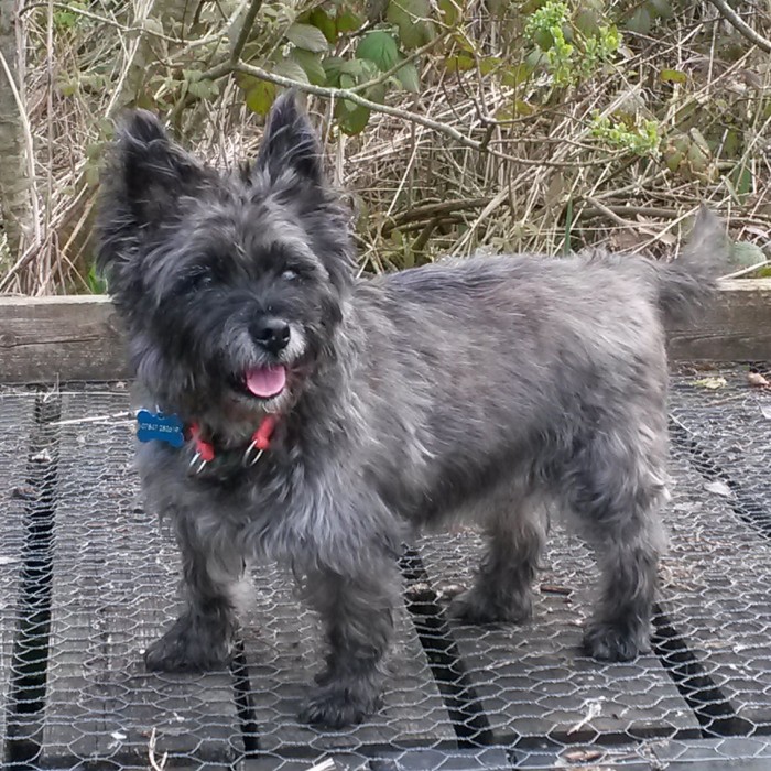 Rescue Cairns Cairn Terrier Relief Fund