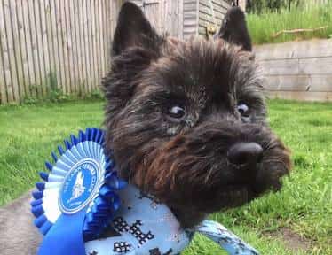 Cairn Terrier