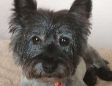 Cairn Terrier