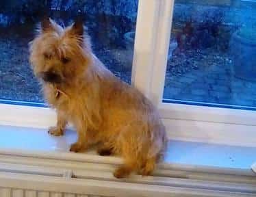 Cairn Terrier