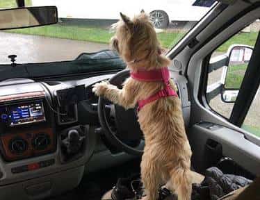 Cairn Terrier Driving Car
